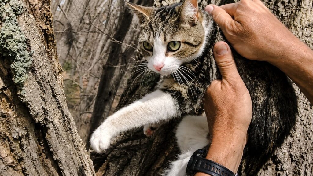 Gata desaparecida é encontrada miando atrás da própria casa após 3 semanas de angústia