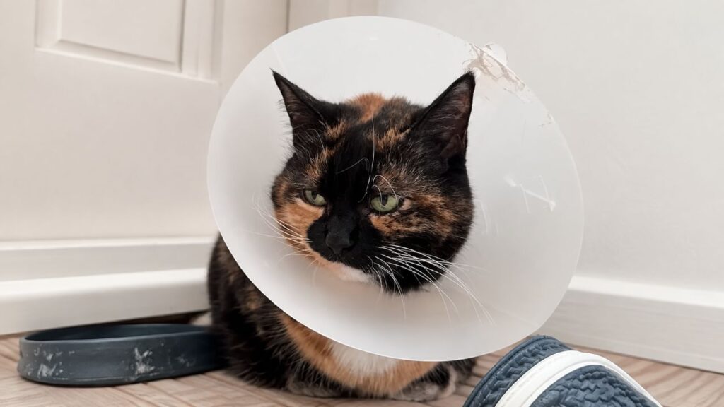Gata deveria usar cone apenas durante recuperação, mas 13 anos depois ainda não deixa ninguém tirar