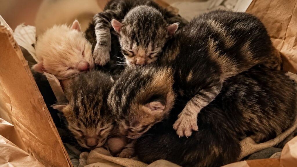 Mulher encontra gatinhos recém-nascidos abandonados no lixão e corre contra o tempo para tentar salvá-los