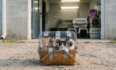 Quatro gatinhos dentro de uma pequena cesta de mercado deixada sobre uma estrada de terra diante de um abrigo de animais