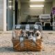Quatro gatinhos dentro de uma pequena cesta de mercado deixada sobre uma estrada de terra diante de um abrigo de animais