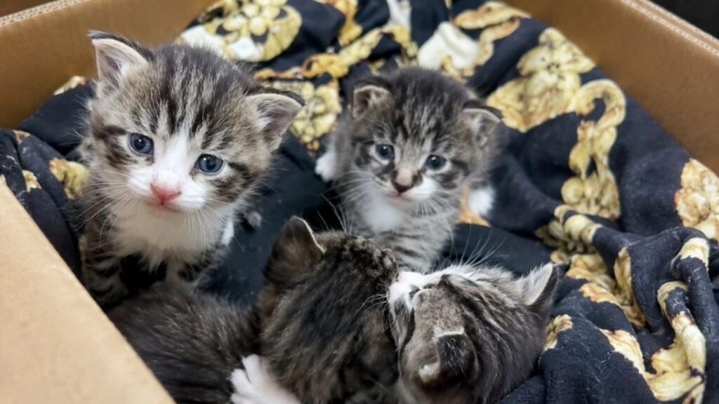 Funcionários encontram bebês abandonados em uma caixa e correm para verificar as câmeras