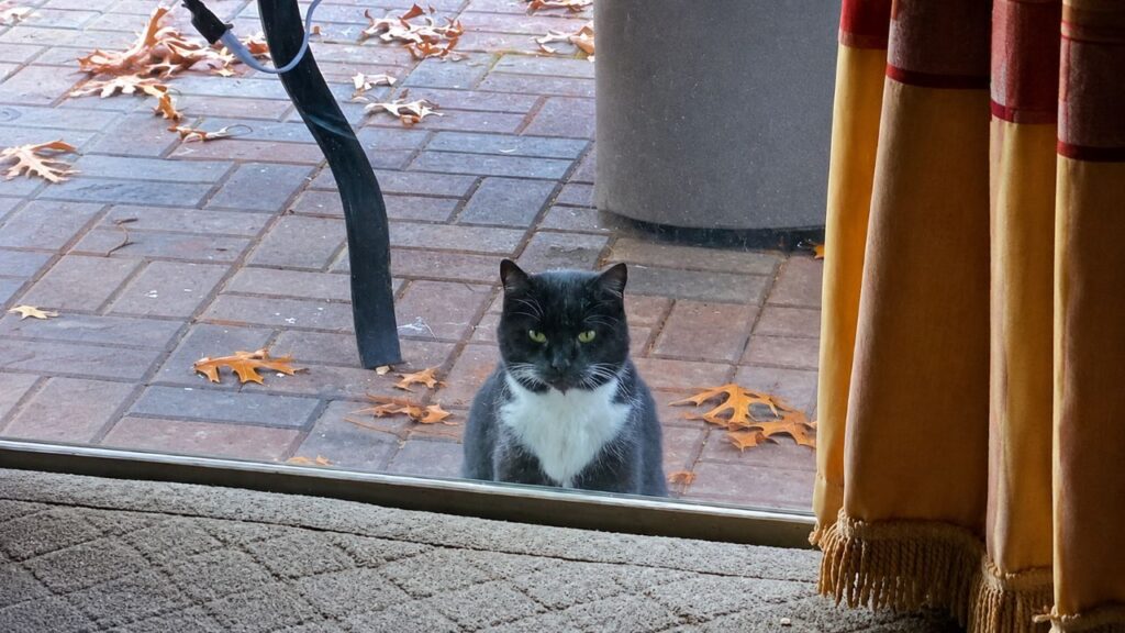 Gato aparece todos os dias na casa de um casal, mas o motivo de suas visitas só é descoberto algum tempo depois