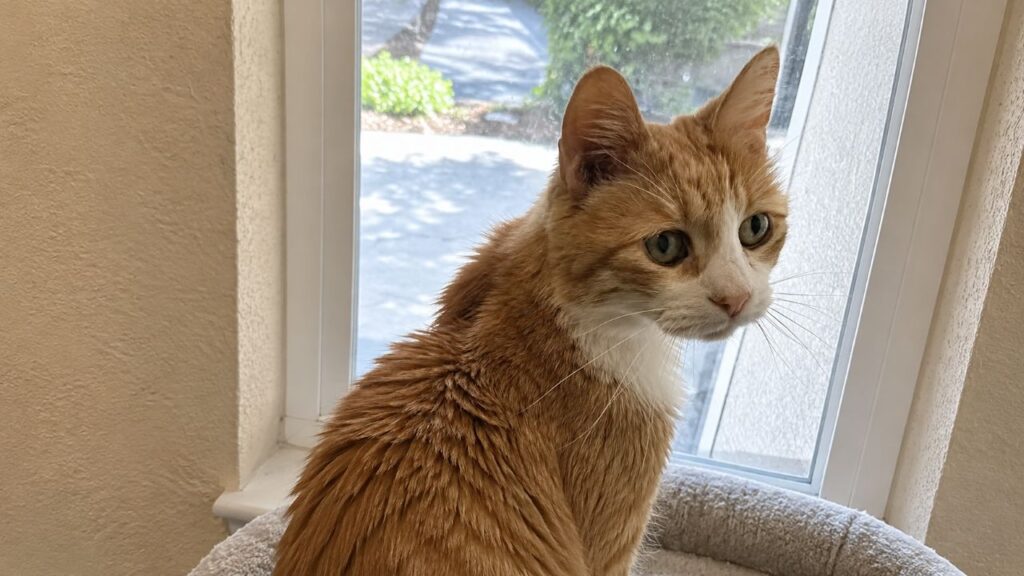 Gato desaparece de casa e é encontrado do outro lado do país em história que surpreende a família