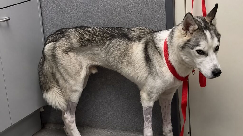 Husky com poucas chances de sobreviver surpreende a todos ao mostrar que ainda tinha forças para lutar