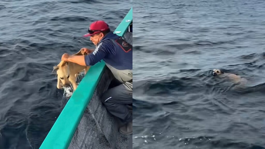 Pescadores encontram cachorro exausto nadando sozinho a mais de 1,5 km da costa, puxam o animal para o barco e protagonizam um resgate emocionante