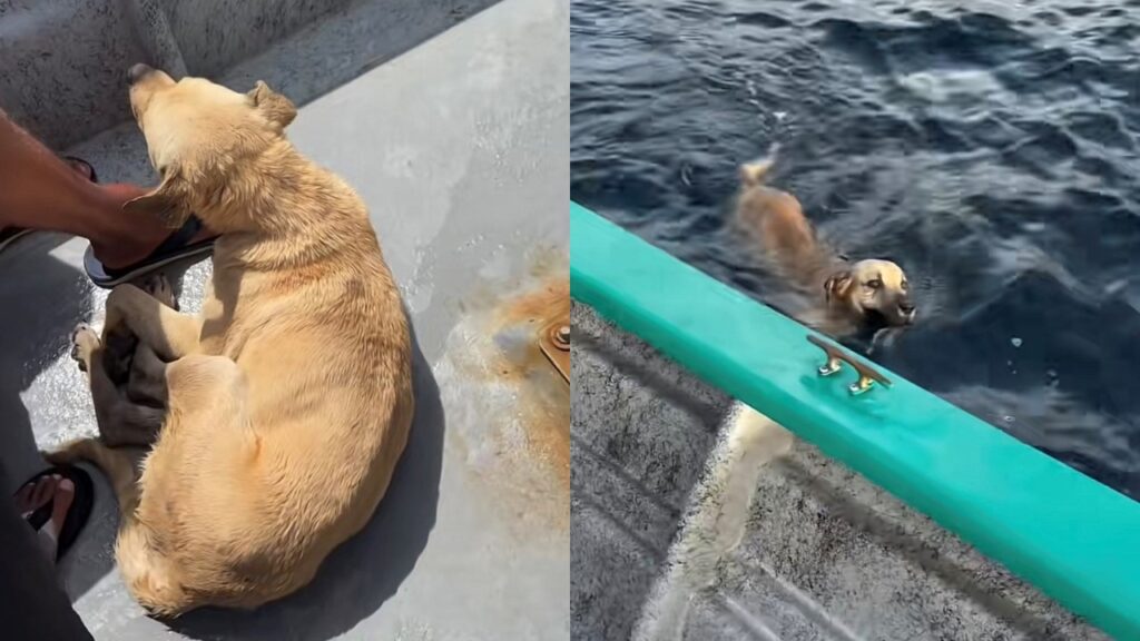 Pescadores encontram cachorro exausto nadando sozinho a mais de 1,5 km da costa, puxam o animal para o barco e protagonizam um resgate emocionante
