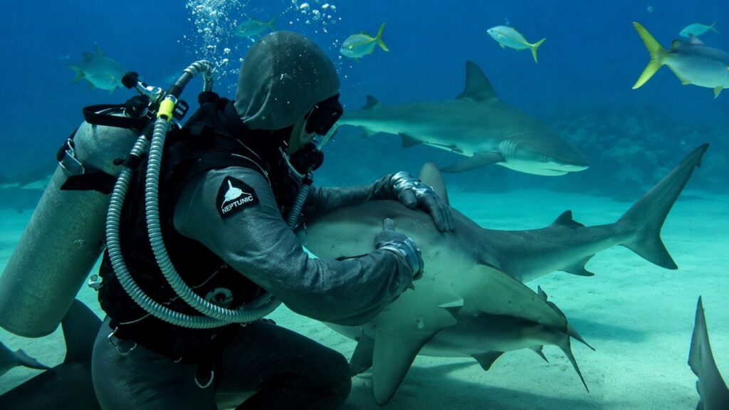 Mulher mergulha entre tubarões e já retirou mais de 300 anzóis presos na boca dos animais
