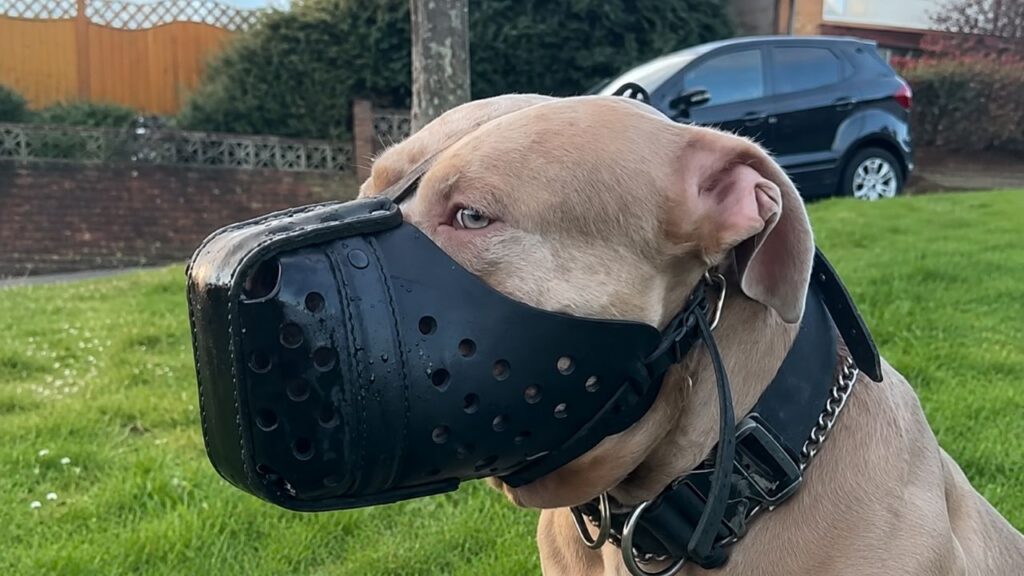 Mulher toma decisão radical e se muda 14.500 km para permanecer com o cão que ama