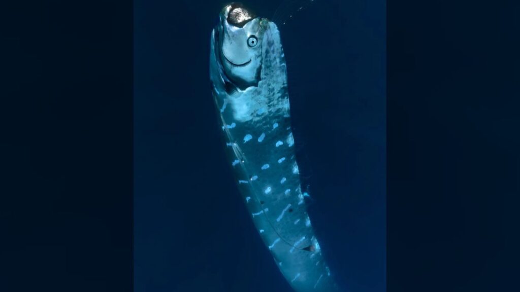 Guia turístico registra cena rara de “peixes do apocalipse” nadando na superfície e imagens impressionam