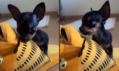 Pinscher minúsculo elege pantufa gigante como brinquedo favorito e diferença de proporção diverte