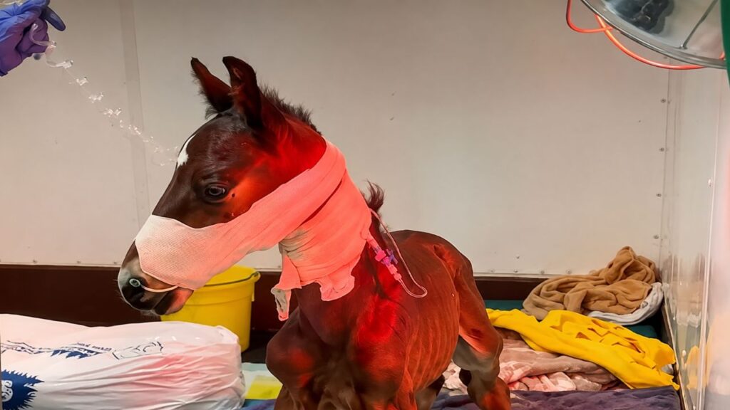 Potro prematuro abandonado e fraco demais para andar encontra égua que decide criá-lo como filho