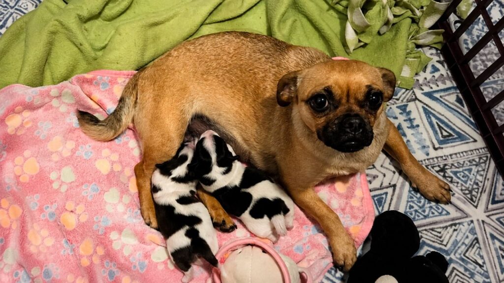 Pug resgatada surpreende cuidadores ao dar à luz dois filhotes com aparência de “vaquinhas” e cena encanta a internet