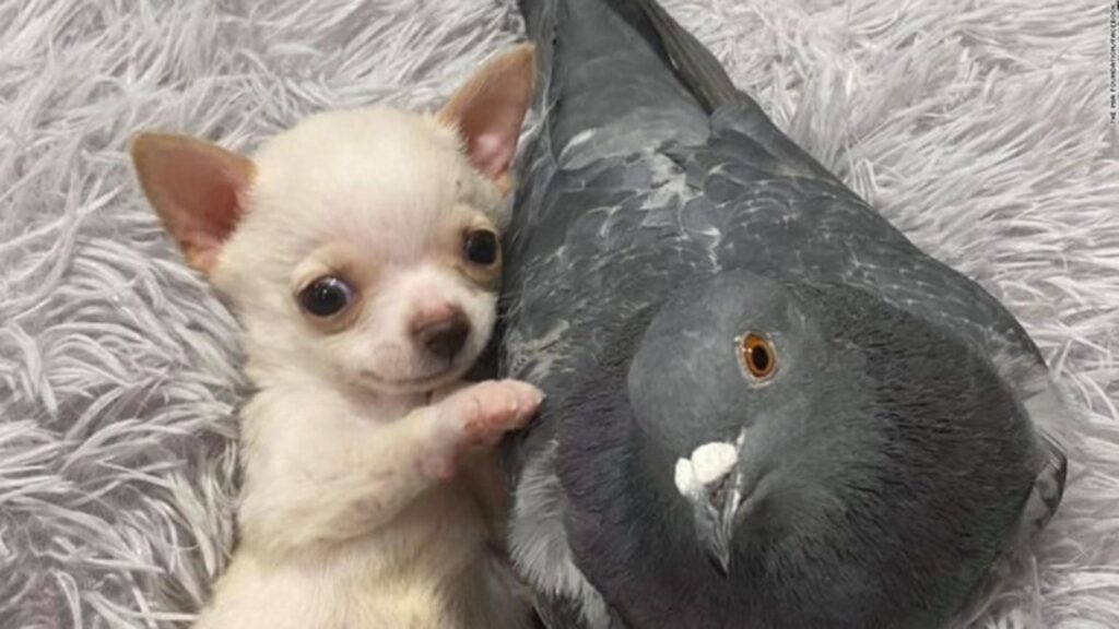 Pombo que não consegue voar e filhote que não consegue andar se tornam inseparáveis em abrigo e amizade improvável emociona o mundo