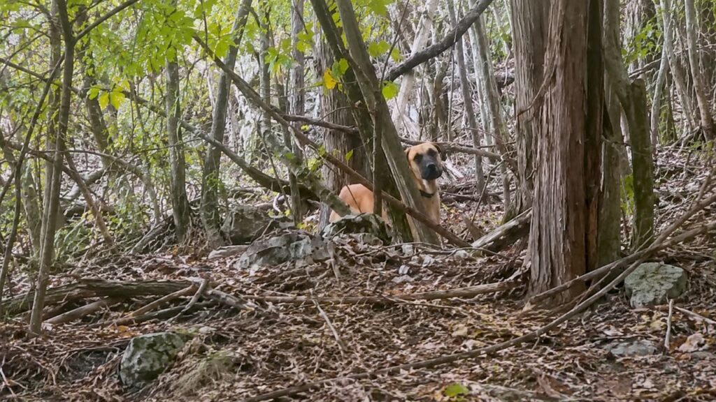 Dogue Alemão de 43 kg fica preso em floresta e mulher surpreende ao carregá-lo nos braços até um lugar seguro