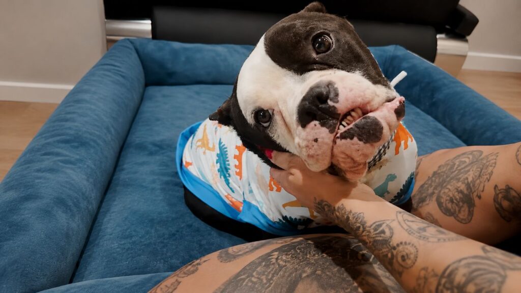 Cachorro escapa da eutanásia, ganha uma nova chance e pouco depois precisa lutar novamente pela própria vida