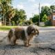 Pequeno Shih Tzu com pelagem longa, suja e emaranhada parado em uma rua residencial de Houston
