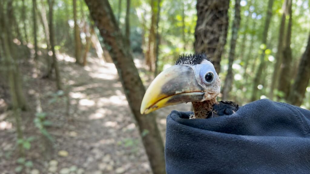 Homem resgata filhote de tucano na Amazônia e acompanha sua emocionante jornada até o primeiro voo