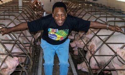Pelé sorrindo entre fileiras de porcos em baias de metal vestindo camiseta Brasil