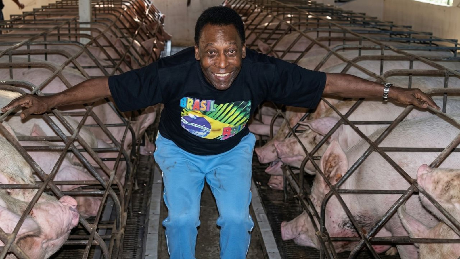 Pelé sorrindo entre fileiras de porcos em baias de metal vestindo camiseta Brasil
