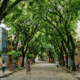 Parece um filme, mas é no Brasil: onde fica a rua mais bonita do mundo, com 156 árvores que formam um túnel verde e é a 1ª rua da América Latina protegida como patrimônio ecológico