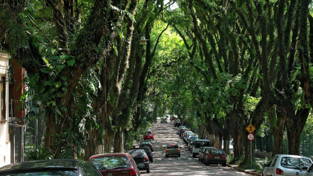 Parece um filme, mas é no Brasil: onde fica a rua mais bonita do mundo, com 156 árvores que formam um túnel verde e é a 1ª rua da América Latina protegida como patrimônio ecológico