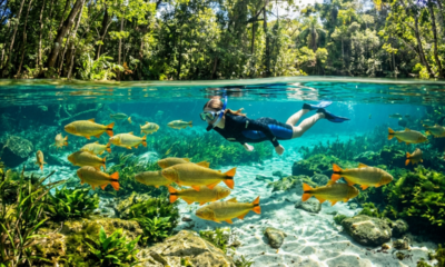 Águas tão cristalinas que os peixes parecem flutuar no ar: o destino do interior que se tornou referência mundial em ecoturismo carbono neutro