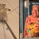 Mop em piso branco com texto 'Eu' e mulher idosa sorrindo com 'Minha Sogra' ao lado