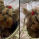 Cachorrinha Yorkshire Terrier com laço vermelho na cabeça, dentro de bolsa clara, olhar pidão
