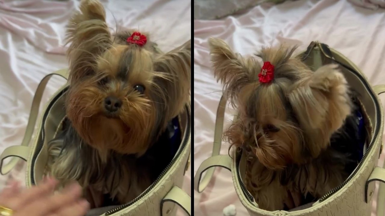 Cachorrinha Yorkshire Terrier com laço vermelho na cabeça, dentro de bolsa clara, olhar pidão