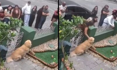 Moradores lotam calçada para conhecer golden retriever de 1 ano após vídeo viralizar