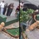 Díptico: golden retriever em calçada, depois cachorro segura blusa de mulher enquanto outros observam