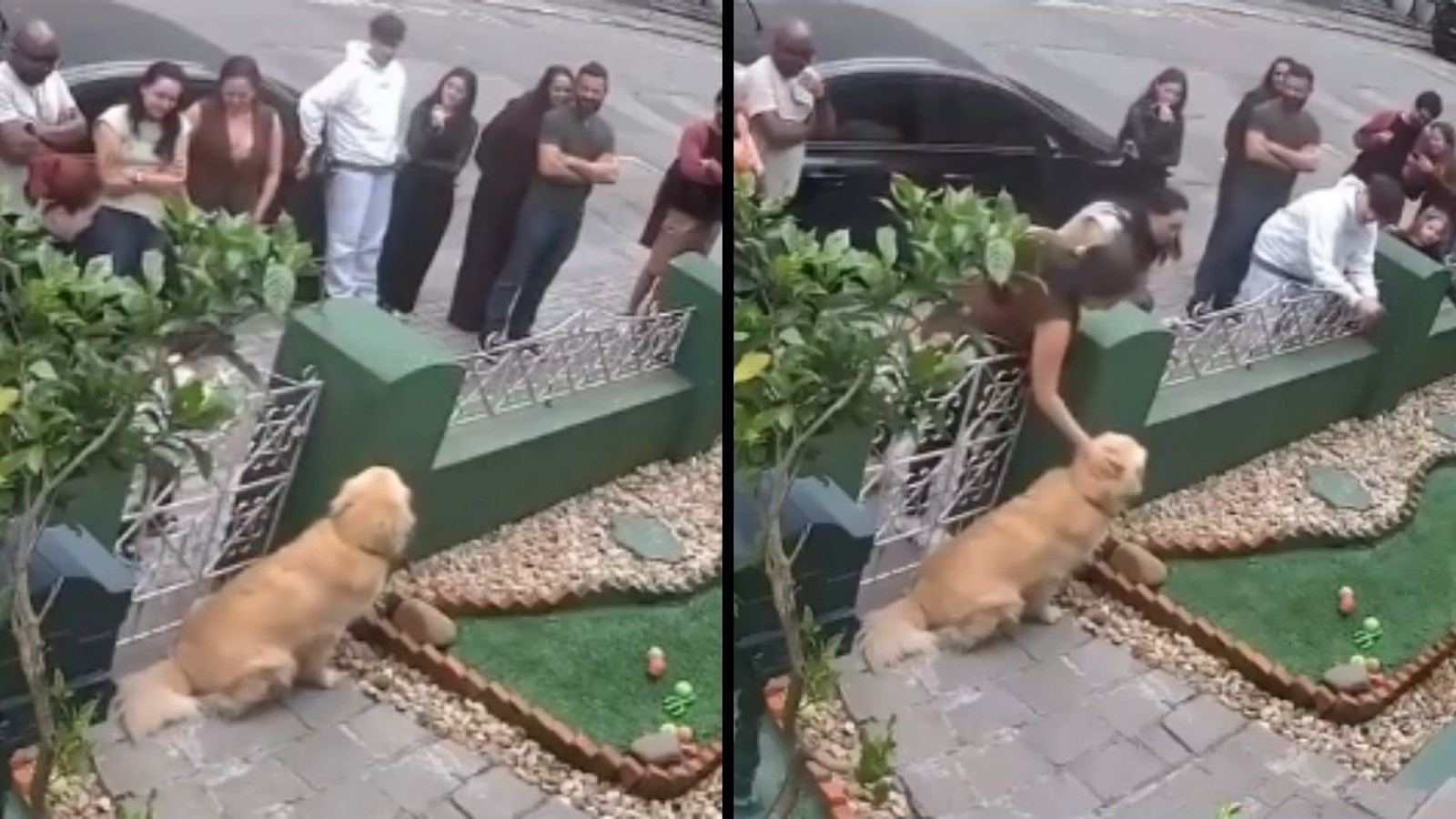 Díptico: golden retriever em calçada, depois cachorro segura blusa de mulher enquanto outros observam