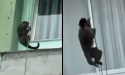 Macaco usa corda de obra e desce prédio no Rio como em filme de ação