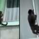 Macaco marrom escuro agarrado a uma corda fina descendo um prédio