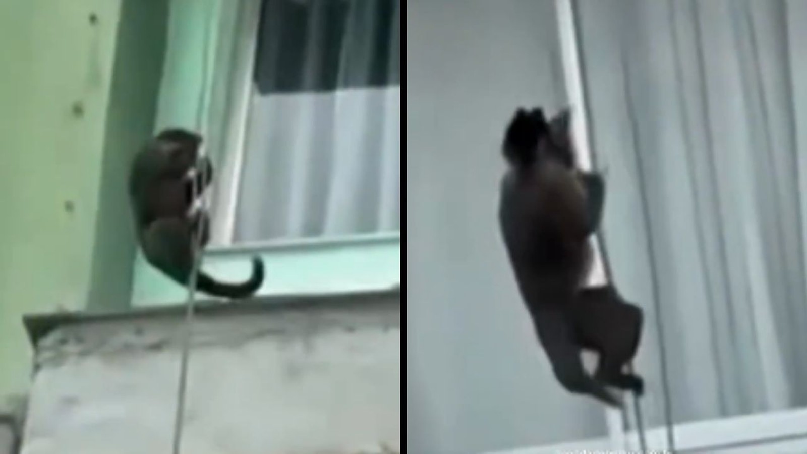 Macaco marrom escuro agarrado a uma corda fina descendo um prédio
