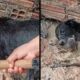 Cão preto enlameado e filhote em poça de lama, com mão segurando ferramenta