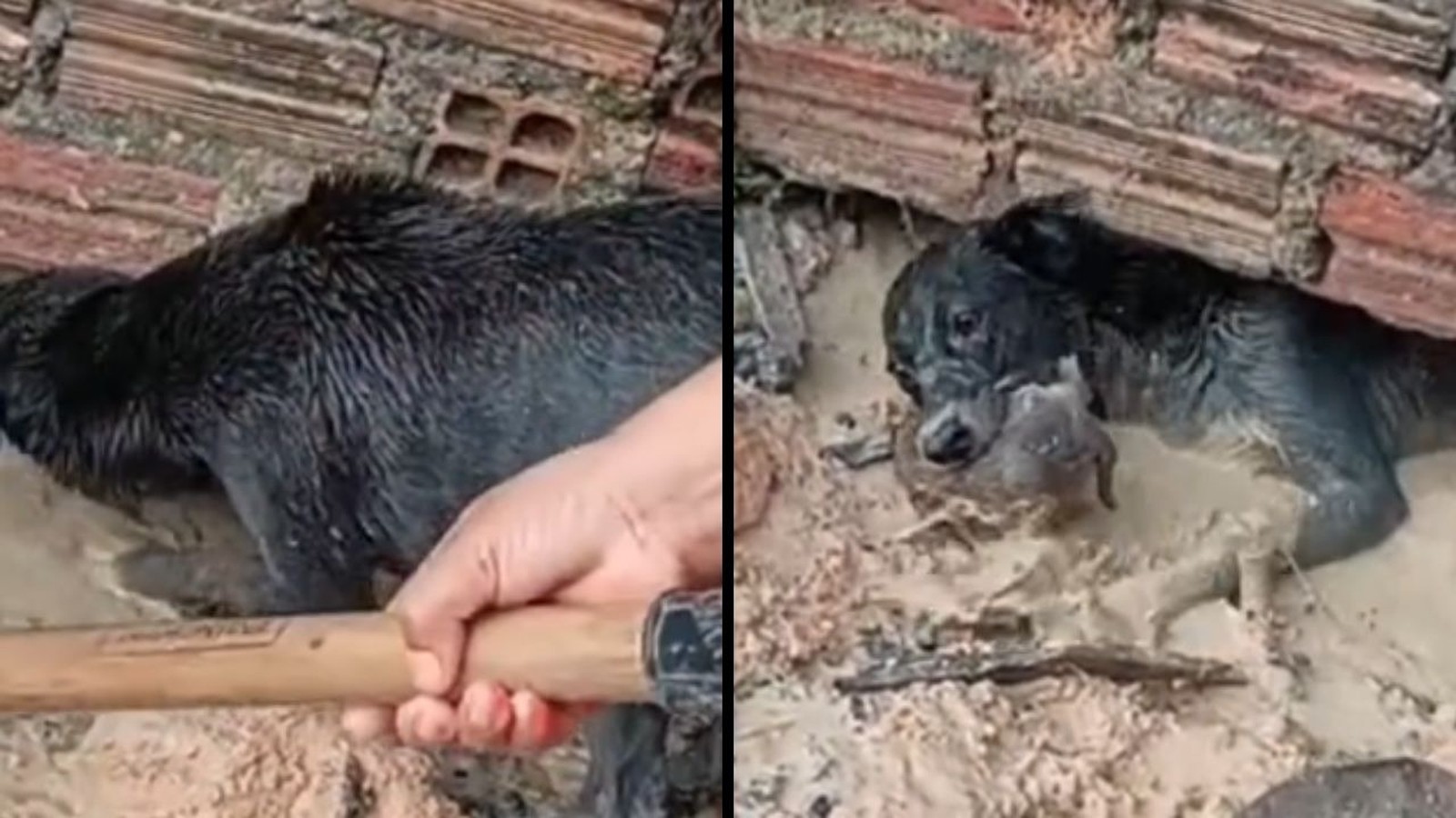 Cão preto enlameado e filhote em poça de lama, com mão segurando ferramenta