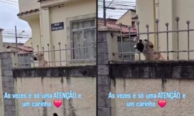 Cachorro caramelo latindo atrás de portão. Texto: 'ATENÇÃO e carinho'. Rua TUPANATINGA