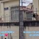 Cachorro caramelo latindo atrás de portão. Texto: 'ATENÇÃO e carinho'. Rua TUPANATINGA