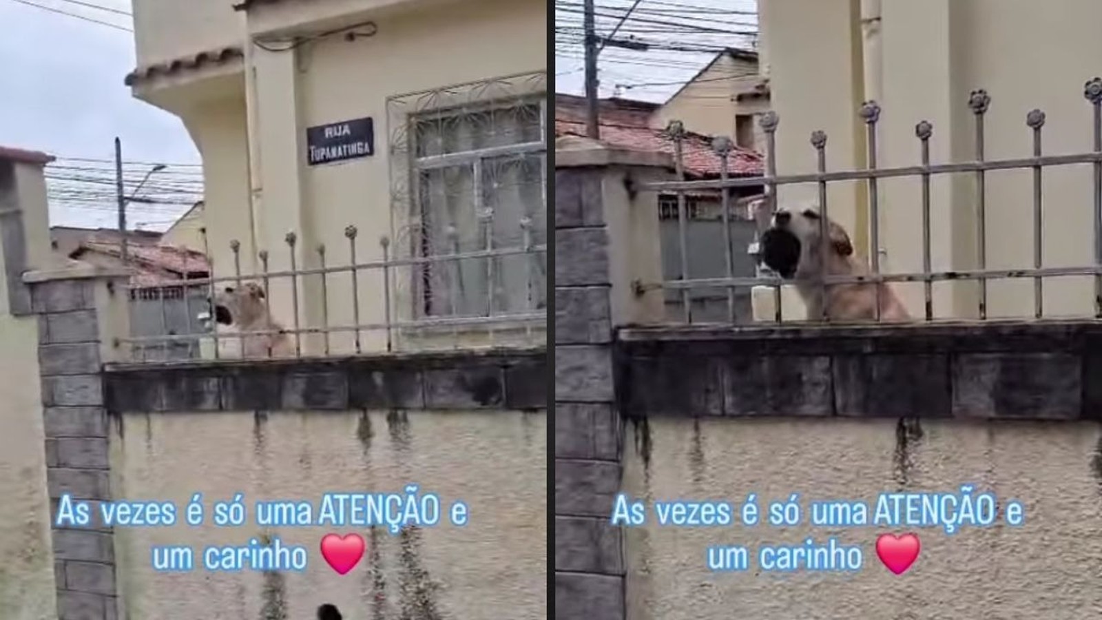 Cachorro caramelo latindo atrás de portão. Texto: 'ATENÇÃO e carinho'. Rua TUPANATINGA