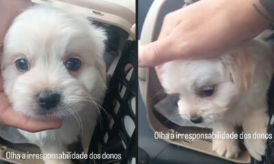Duas fotos de filhote maltês branco em transportador, uma mão o acaricia. Texto: 'Olha a irresponsabilidade dos donos'
