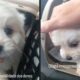 Duas fotos de filhote maltês branco em transportador, uma mão o acaricia. Texto: 'Olha a irresponsabilidade dos donos'