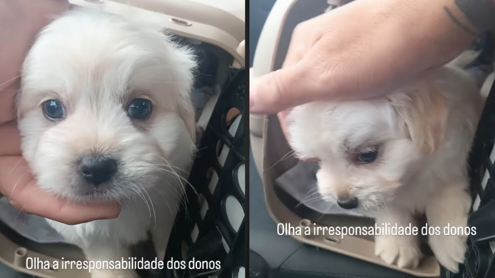 Duas fotos de filhote maltês branco em transportador, uma mão o acaricia. Texto: 'Olha a irresponsabilidade dos donos'