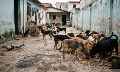 Dezenas de cães e três pombos comem ração espalhada no chão de cimento em uma área externa