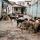 Dezenas de cães e três pombos comem ração espalhada no chão de cimento em uma área externa