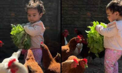 Criança com cabelo cacheado segura alface verde, cercada por galinhas no galinheiro