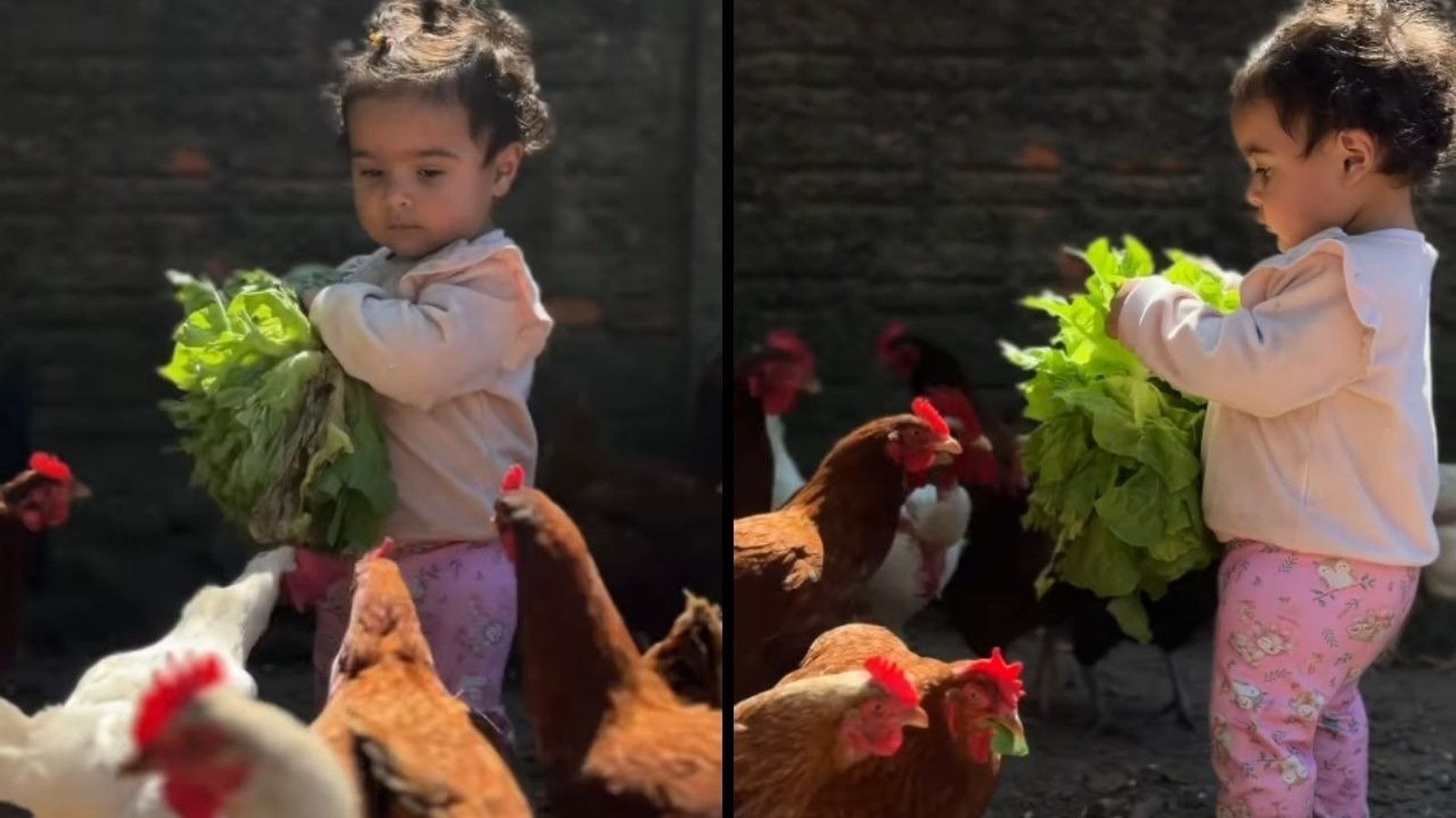 Criança com cabelo cacheado segura alface verde, cercada por galinhas no galinheiro