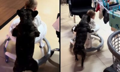 Cão escuro empurra andador com bebê de costas em ambiente interno, duas imagens