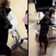 Cão escuro empurra andador com bebê de costas em ambiente interno, duas imagens